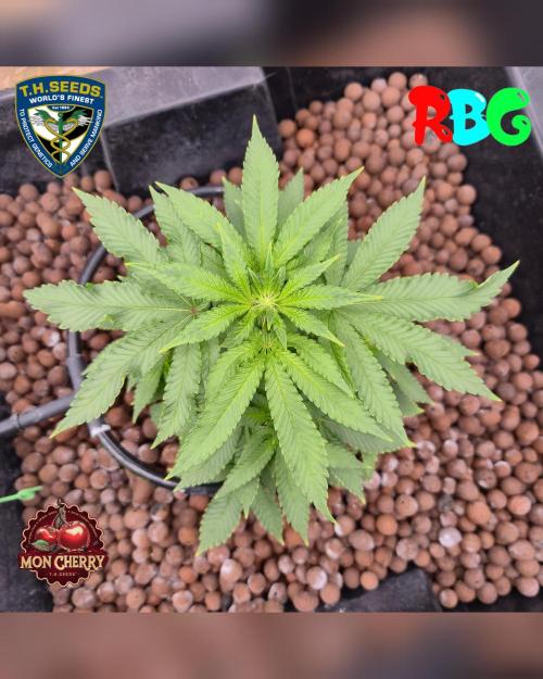 Mon Cherry ( DWC ). Week 10 - Week 10 
Day 1 