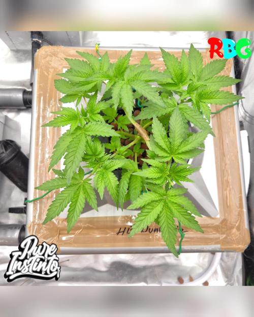 HB Dunkin'z ( RDWC ). Week 5 - Week 5 
Day 4