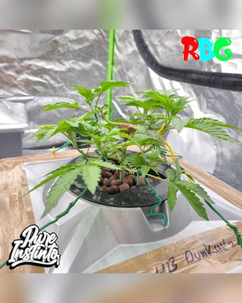 HB Dunkin'z ( RDWC ). Week 5 - Week 5
Day 4