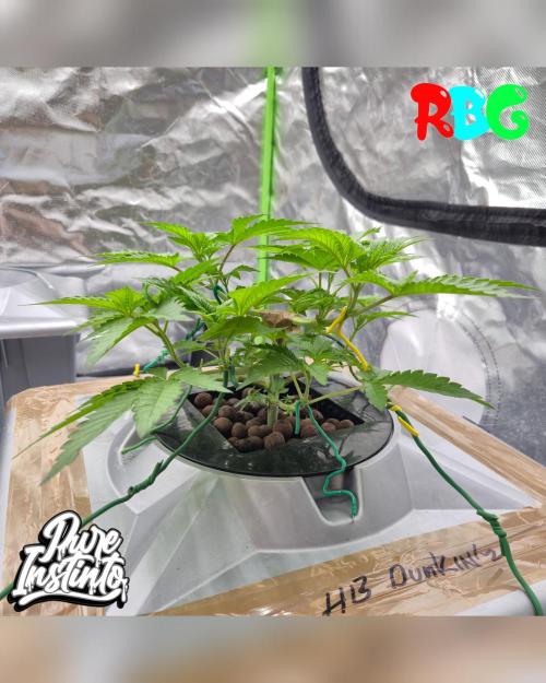 HB Dunkin'z ( RDWC ). Week 5 - Week 5 
Day 5