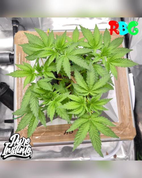 HB Dunkin'z ( RDWC ). Week 5 - Week 5
Day 5