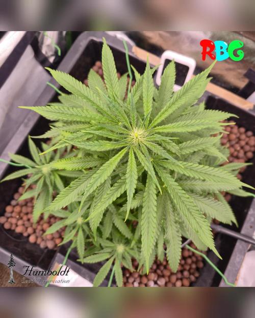 SundogZ (DWC). Week 10 - Week 10
Day 2 