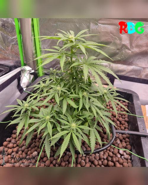AeroZesh S6 Inline Fan. Week 10