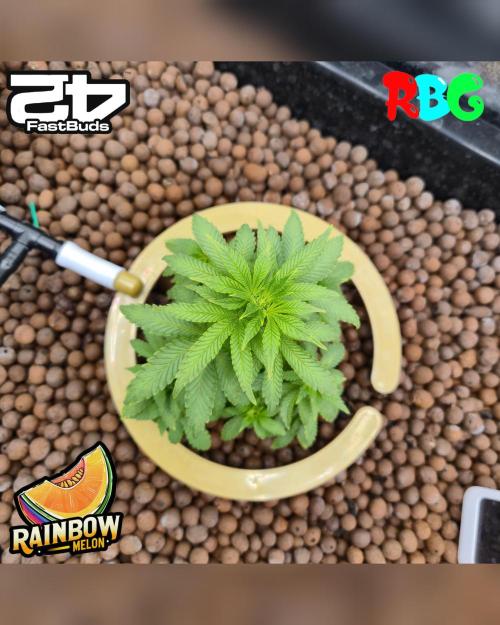 Rainbow Melon ( RDWC ). Week 10 - Week 10 
Day 2 