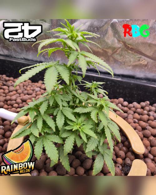 Rainbow Melon ( RDWC ). Week 10 - Week 10 
Day 2 