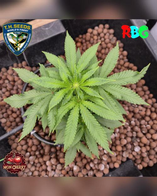 Mon Cherry ( DWC ). Week 10 - Week 10 
Day 2