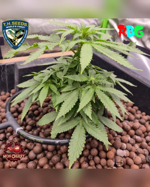 Mon Cherry ( DWC ). Week 10 - Week 10 
Day 2 