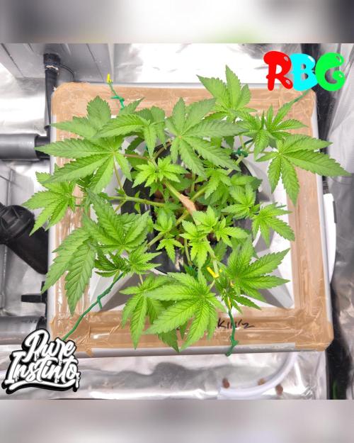 HB Dunkin'z ( RDWC ). Week 5 - Week 5
Day 6