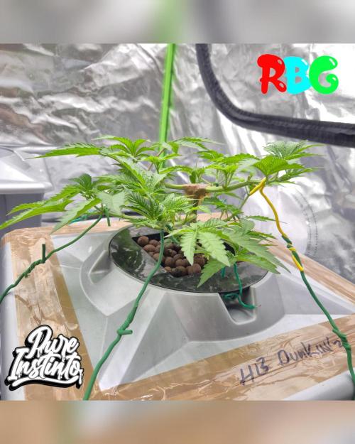 HB Dunkin'z ( RDWC ). Week 5 - Week 5
Day 6 