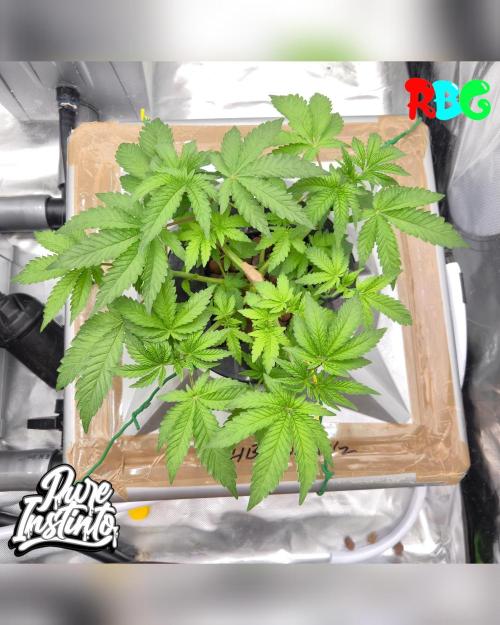 HB Dunkin'z ( RDWC ). Week 5 - Week 5
Day 7