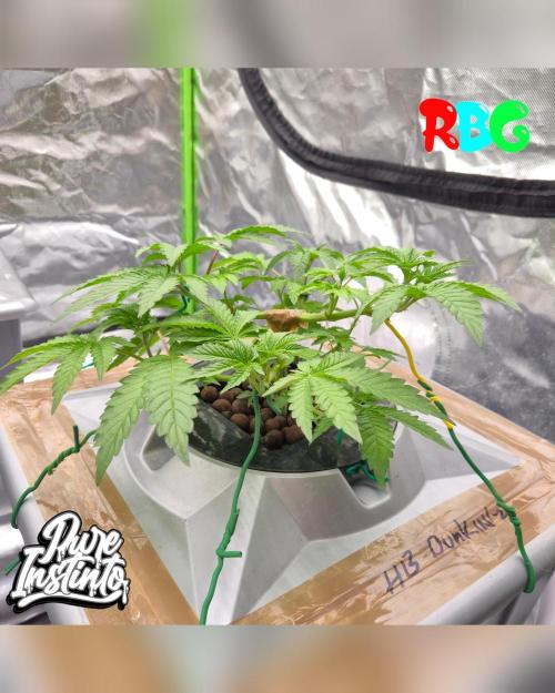 HB Dunkin'z ( RDWC ). Week 5 - Week 5 
Day 7 