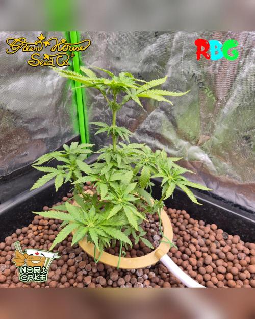Nori cake ( RDWC ). Week 10 - Week 10 
Day 4