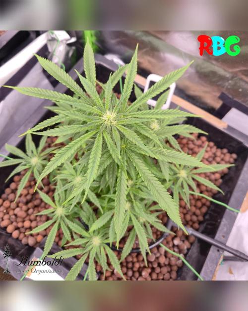 SundogZ (DWC). Week 10 - Week 10 
Day 4