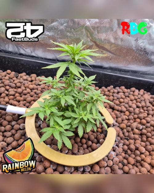 Rainbow Melon ( RDWC ). Week 10 - Week 10 
Day 4