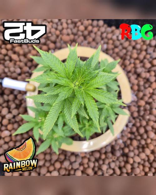 Rainbow Melon ( RDWC ). Week 10 - Week 10
Day 4 