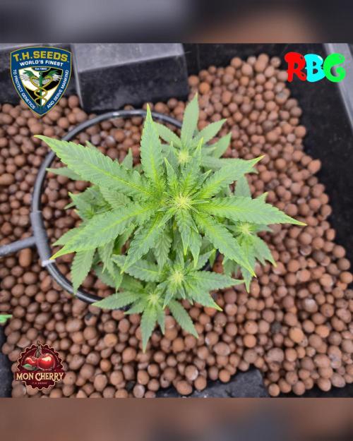 Mon Cherry ( DWC ). Week 10 - Week 10 
Day 4
