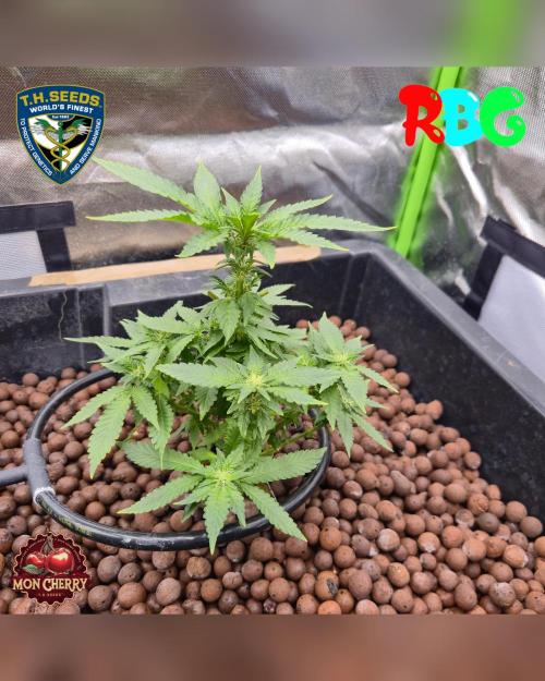 Mon Cherry ( DWC ). Week 10 - Week 10 
Day 4 