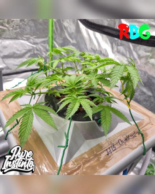 HB Dunkin'z ( RDWC ). Week 6 - 2/3/26 
Week 6
Day 2 