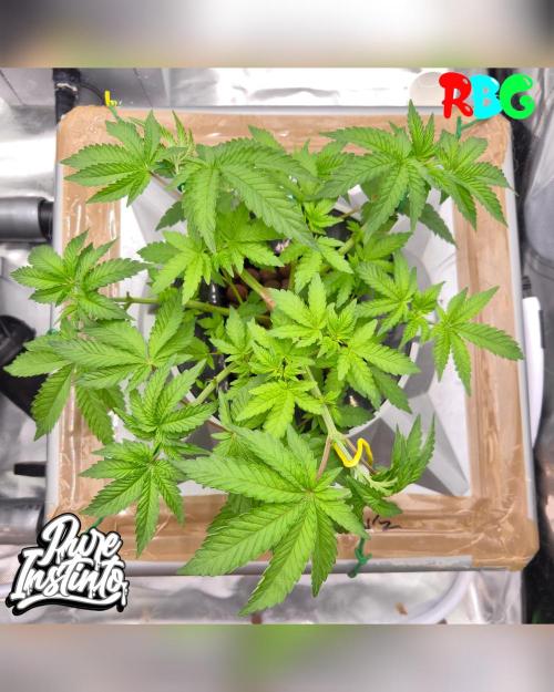 HB Dunkin'z ( RDWC ). Week 6 - 2/3/26 
Week 6
Day 2 