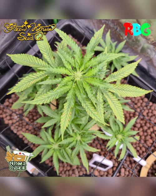 Nori cake ( RDWC ). Week 10 - Week 10 
Day 6 
