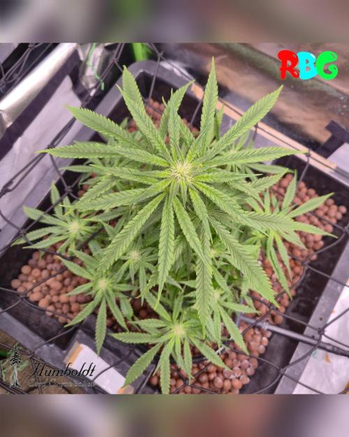 SundogZ (DWC). Week 10 - Week 10 
Day 6 