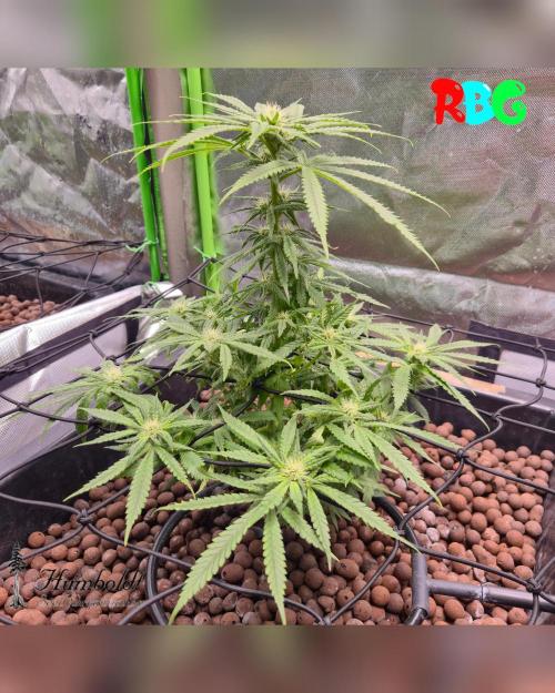 SundogZ (DWC). Week 10 - Week 10 
Day 6
