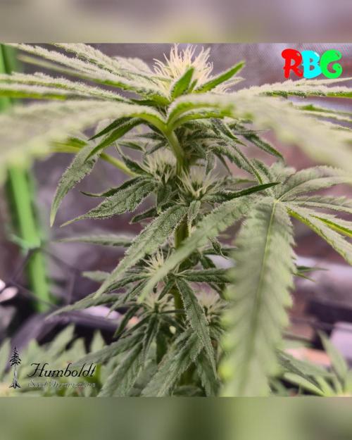 SundogZ (DWC). Week 10 - Week 10
Day 6