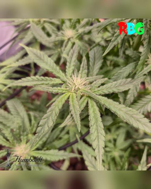AeroZesh S6 Inline Fan. Week 10