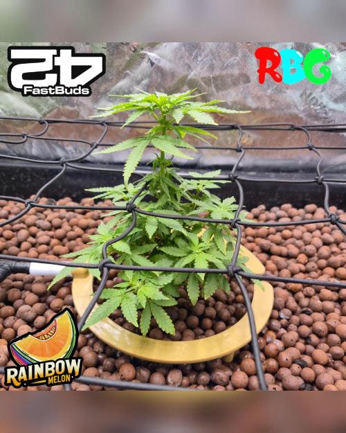 Rainbow Melon ( RDWC ). Week 10 - Week 10
Day 6 