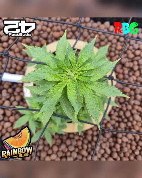 Rainbow Melon ( RDWC ). Week 10 - Week 10 
Day 6