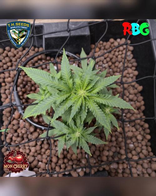 Mon Cherry ( DWC ). Week 10 - Week 10 
Day 6