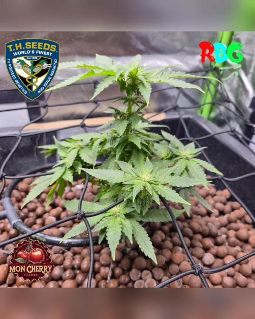 Mon Cherry ( DWC ). Week 10 - Week 10 
Day 6