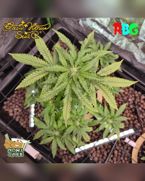 Nori cake ( RDWC ). Week 10 - Week 10 
Day 7