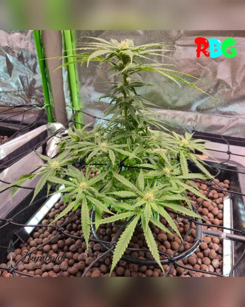 SundogZ (DWC). Week 10 - Week 10
Day 7