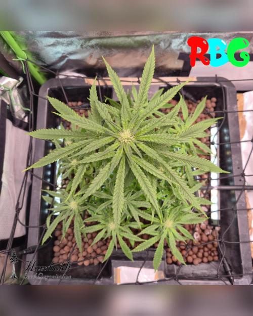 AeroZesh S6 Inline Fan. Week 10