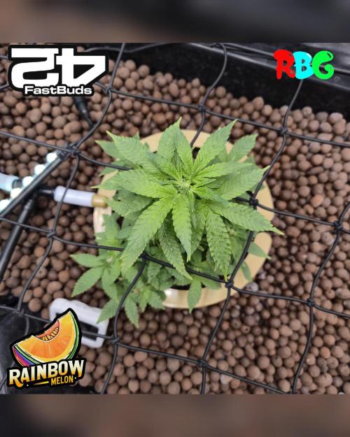 Rainbow Melon ( RDWC ). Week 10 - Week 10 
Day 7