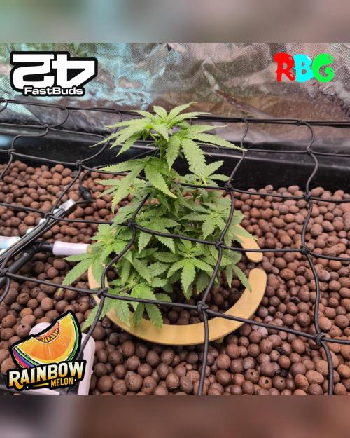 Rainbow Melon ( RDWC ). Week 10 - Week 10 
Day 7