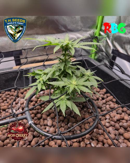 Mon Cherry ( DWC ). Week 10 - Week 10 
Day 7