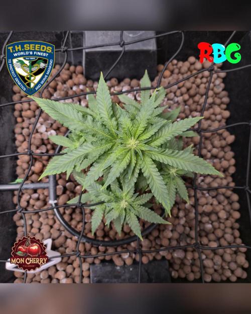 Mon Cherry ( DWC ). Week 10 - Week 10 
Day 7