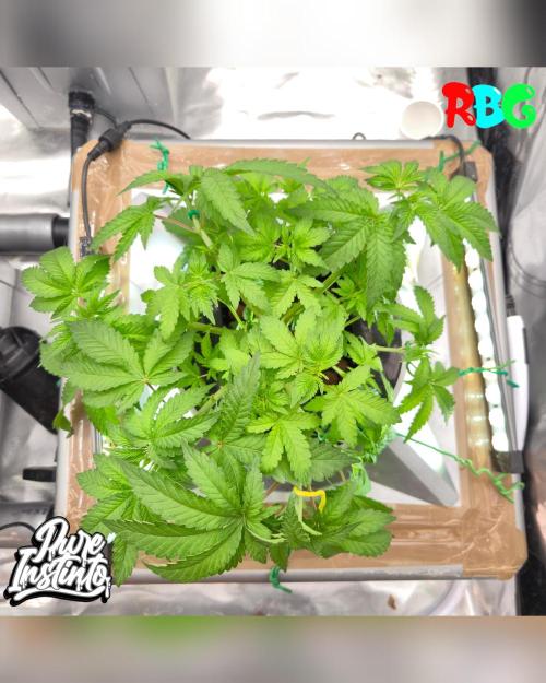 HB Dunkin'z ( RDWC ). Week 6 - Week 6 
Day 3 