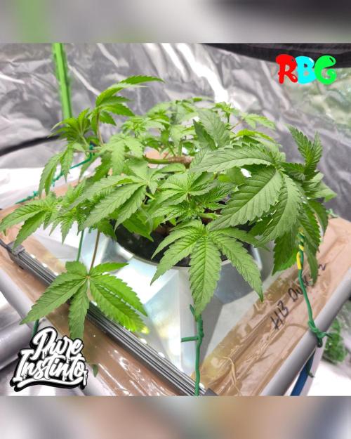HB Dunkin'z ( RDWC ). Week 6 - Week 6
Day 3