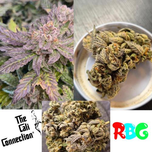 RDWC LA Punch 1st photo grow. Week 16
