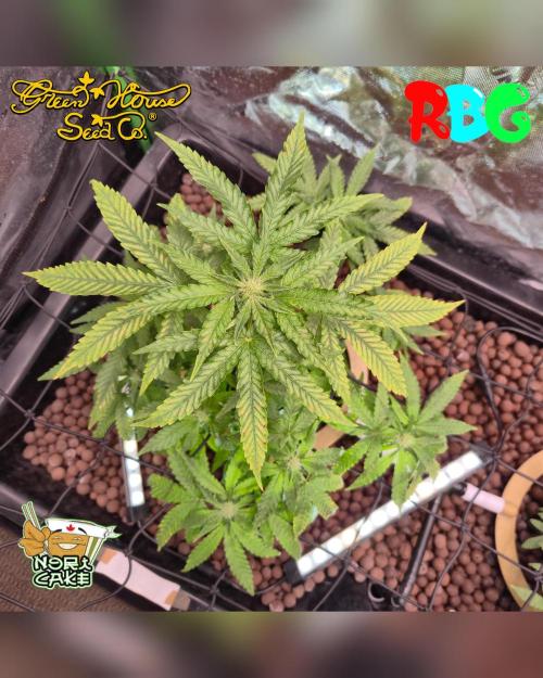 Nori cake ( RDWC ). Week 11 - 4/3/26
Week 11 
Day 1 