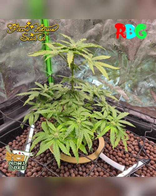 Nori cake ( RDWC ). Week 11 - 4/3/26
Week 11 
Day 1