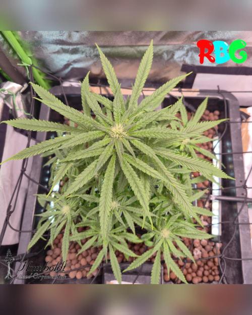 SundogZ (DWC). Week 11 - 4/3/26
Week 11
Day 1