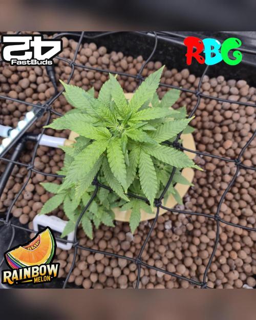 Rainbow Melon ( RDWC ). Week 11 - 4/3/26
Week 11
Day 1