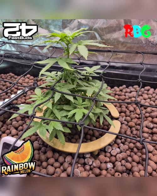 Rainbow Melon ( RDWC ). Week 11 - 4/3/26
Week 11 
Day 1