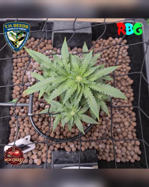 Mon Cherry ( DWC ). Week 11 - 4/3/26
Week 11 
Day 1 