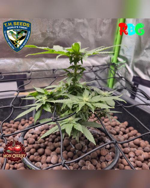 Mon Cherry ( DWC ). Week 11 - 4/3/26
Week 11 
Day 1
