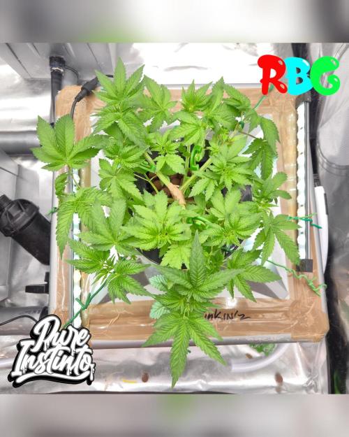 HB Dunkin'z ( RDWC ). Week 6 - Week 6 
Day 4